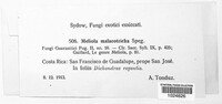 Meliola malacotricha image